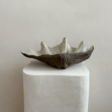 Ceramic Clam Shell #9 Textured