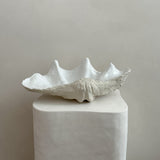 Ceramic Clam Shell #7 Textured