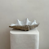 Ceramic Clam Shell #3 Textured